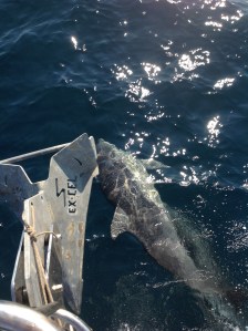 I thought I didn't get any dolphin pics, but...